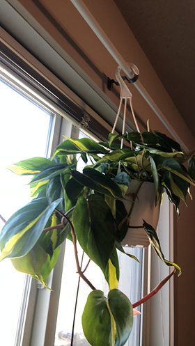 Tropikal-Leaf Wonders | 896 Elmhurst Rd, Winnipeg, MB R3R 0V4, Canada | Phone: (204) 914-4516