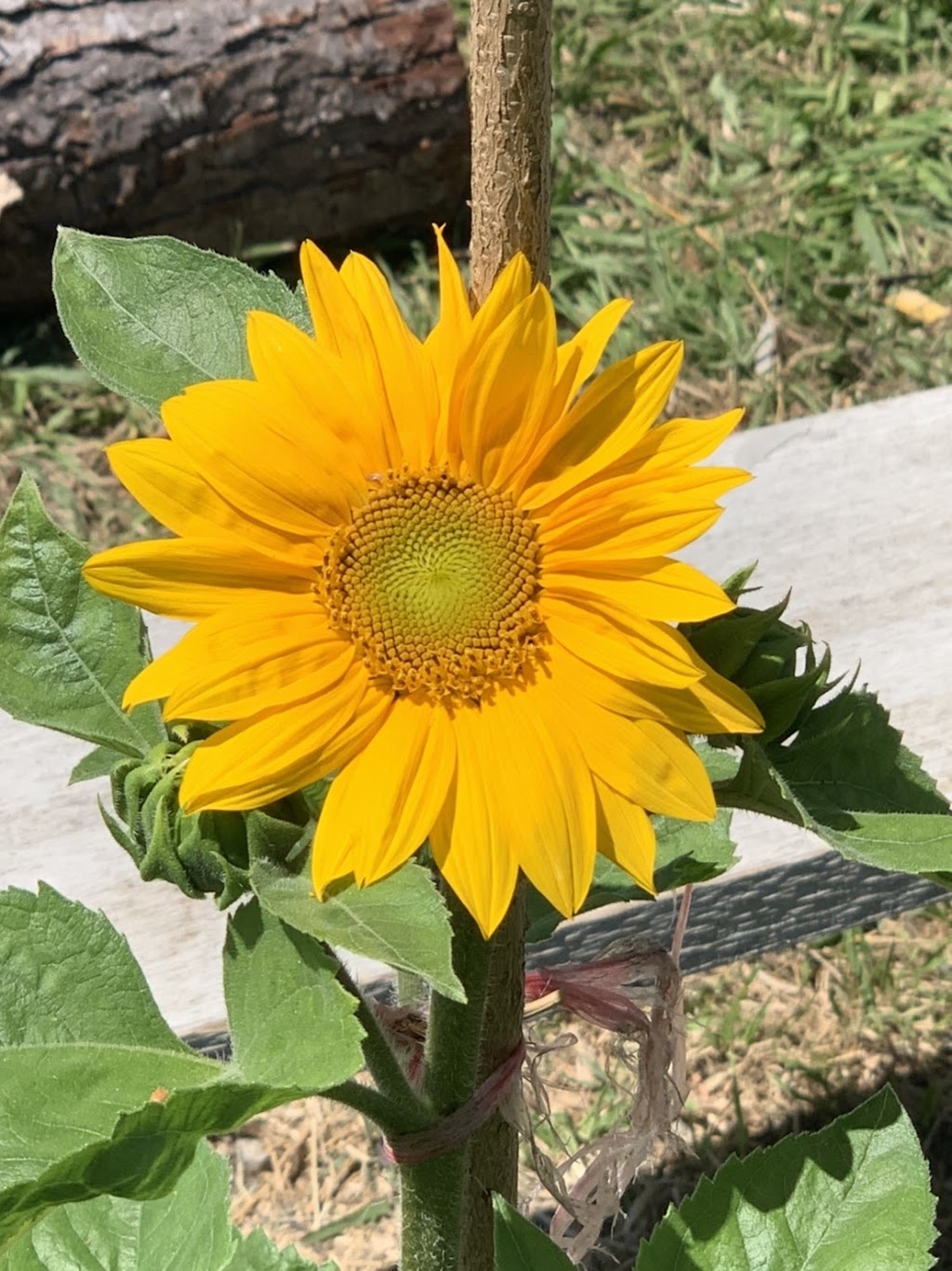 Sunflower Organic Blueberry Farm | 11131 Blundell Rd, Richmond, BC V6Y 1L4, Canada | Phone: (778) 996-4832