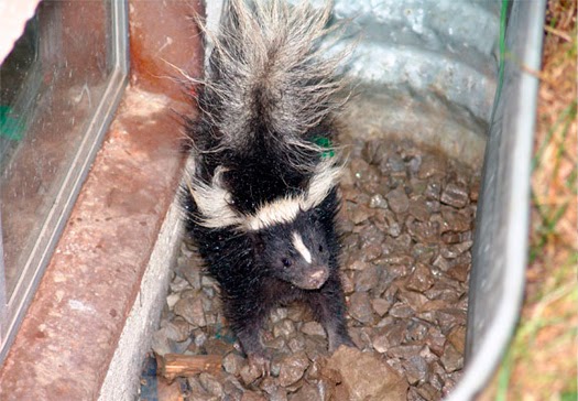 AAA Wildlife Control | 7228 Winston St, Burnaby, BC V5A 2G9, Canada | Phone: (604) 685-6888