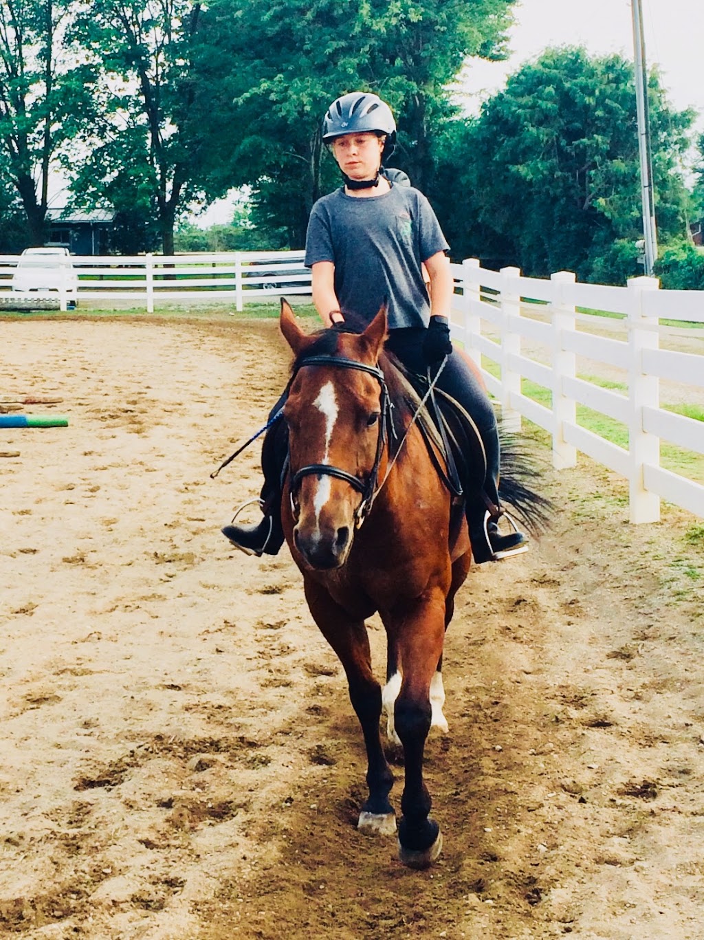 Dukeries Arabian Horse Farm | 3656 London Line, Plympton-Wyoming, ON N0N 1T0, Canada | Phone: (519) 845-3538