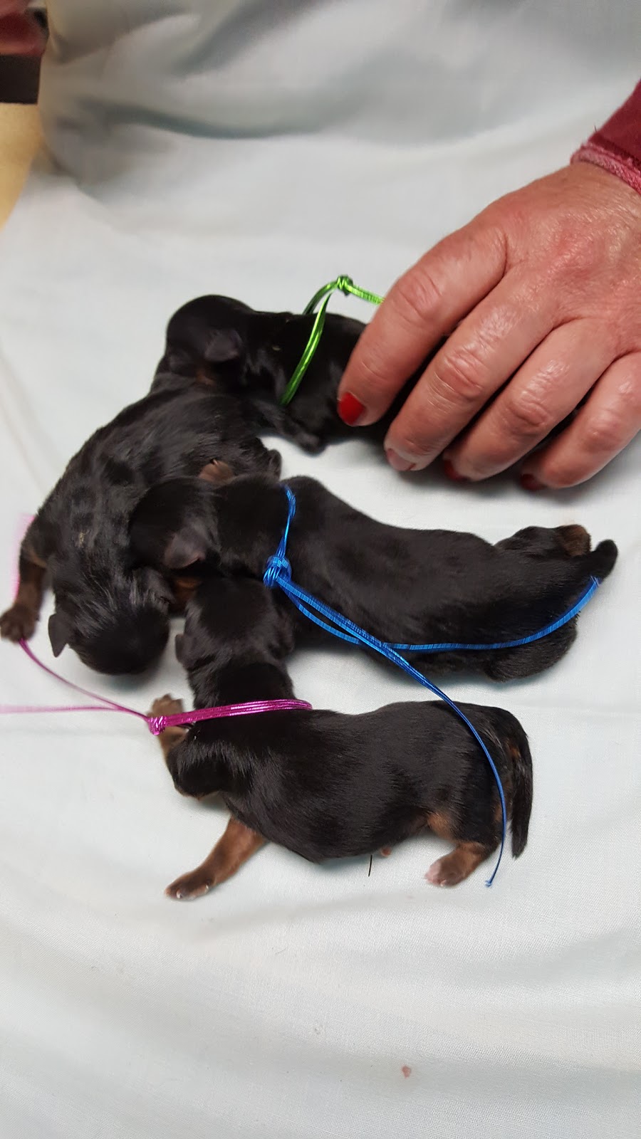 Wingrove Veterinary Svc | 8737 Wellington Rd 124, Guelph, ON N1H 6H7, Canada | Phone: (519) 856-9541