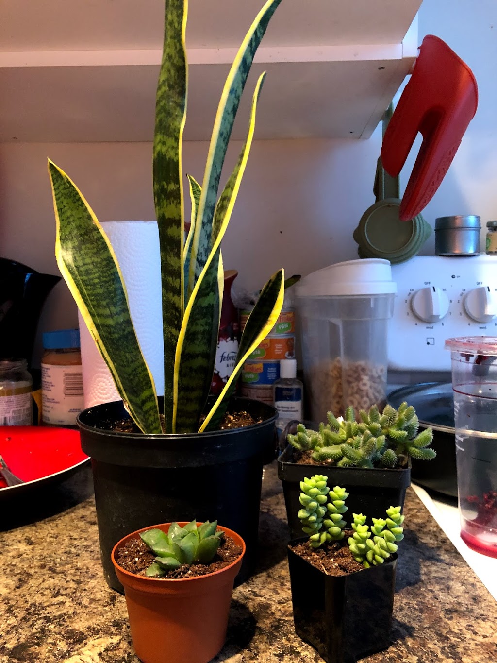 Gems Plant Design | 445 Rougeau Ave, Winnipeg, MB R2C 2Z6, Canada | Phone: (204) 227-2560