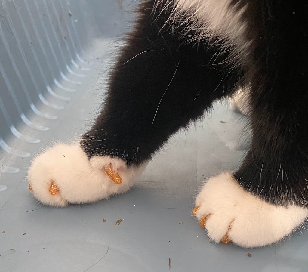Anti-Floof Cat Grooming | 119 River Rock Pl SE, Calgary, AB T2C 4P5, Canada | Phone: (587) 897-1938