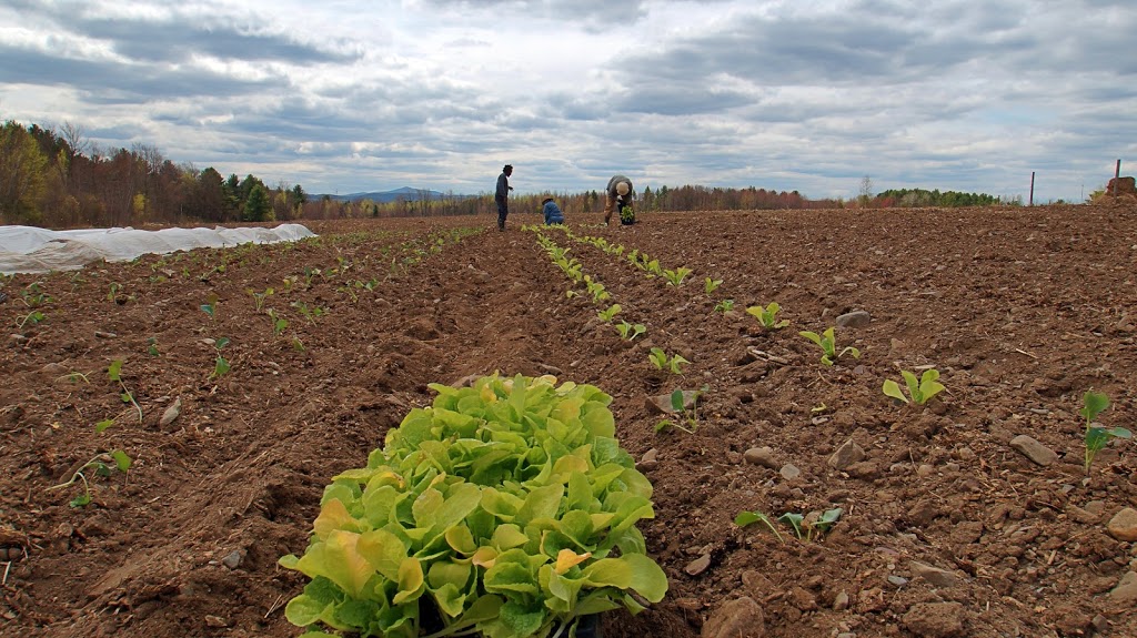 Au Jardin dEdem | 168 Rue Principale, East Farnham, QC J2K 4T8, Canada | Phone: (450) 578-2602