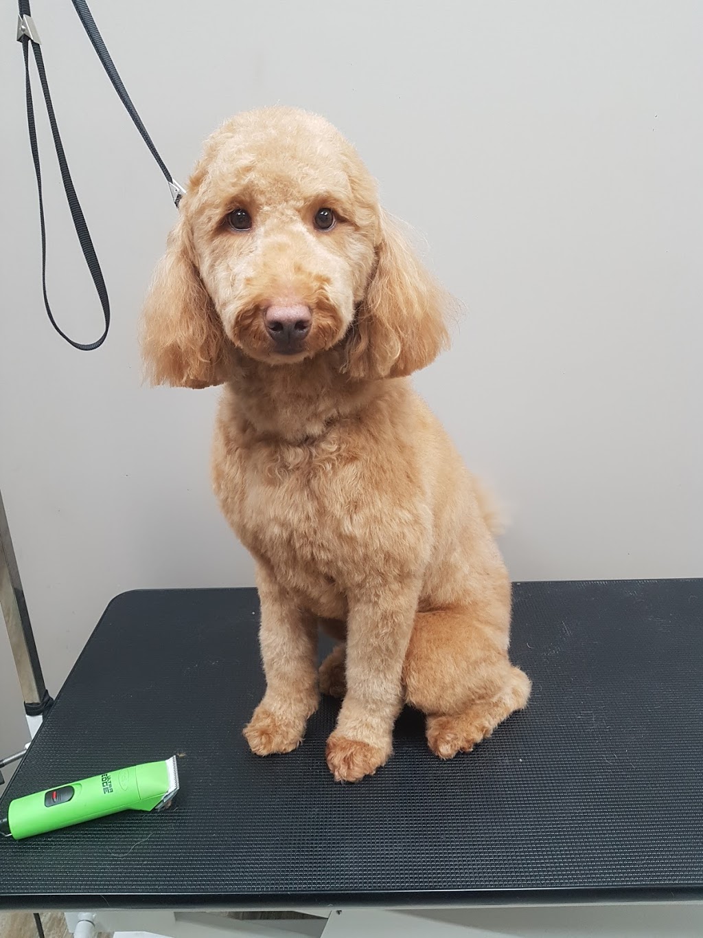 For Your Fur Kids | 9889 Tecumseh Rd E, Windsor, ON N8R 1A5, Canada | Phone: (519) 956-7337