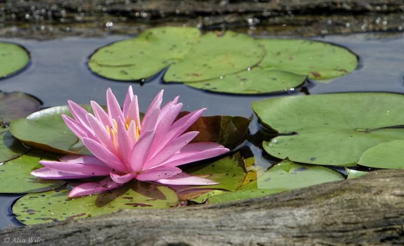Reinstein Woods Nature Preserve | 93 Honorine Dr, Depew, NY 14043, USA | Phone: (716) 683-5959