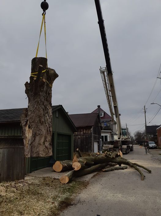 Clean-Up Tree and Stump Removal | 1075 Charlotteville 8 Rd, Simcoe, ON N3Y 4K5, Canada | Phone: (519) 429-3238