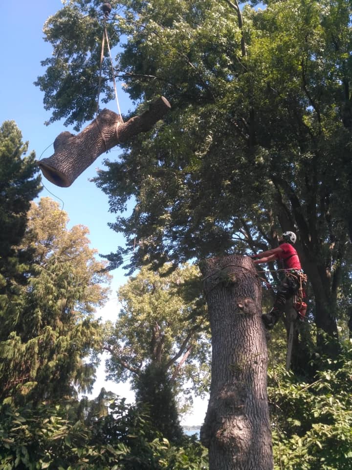 Island Arborist Tree Service | 99 Long Point Rd, North Rustico, PE C0A 1X0, Canada | Phone: (902) 218-4849