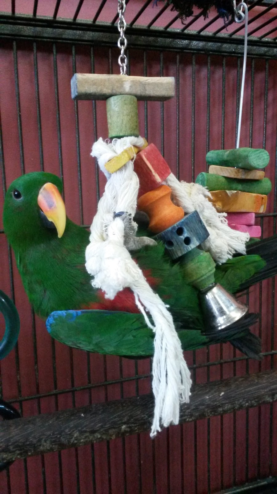 Animalerie Roufi | 855 Boulevard Ouellet, Thetford Mines, QC G6G 4X7, Canada | Phone: (418) 335-6147