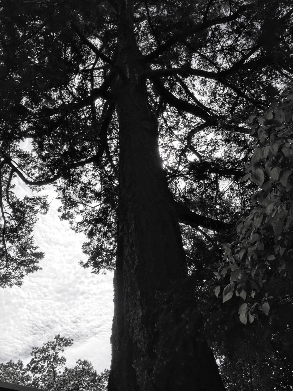 Oak Bay Native Plant Garden | 1178 Beach Dr, Victoria, BC V8S 3A8, Canada | Phone: (250) 592-7275