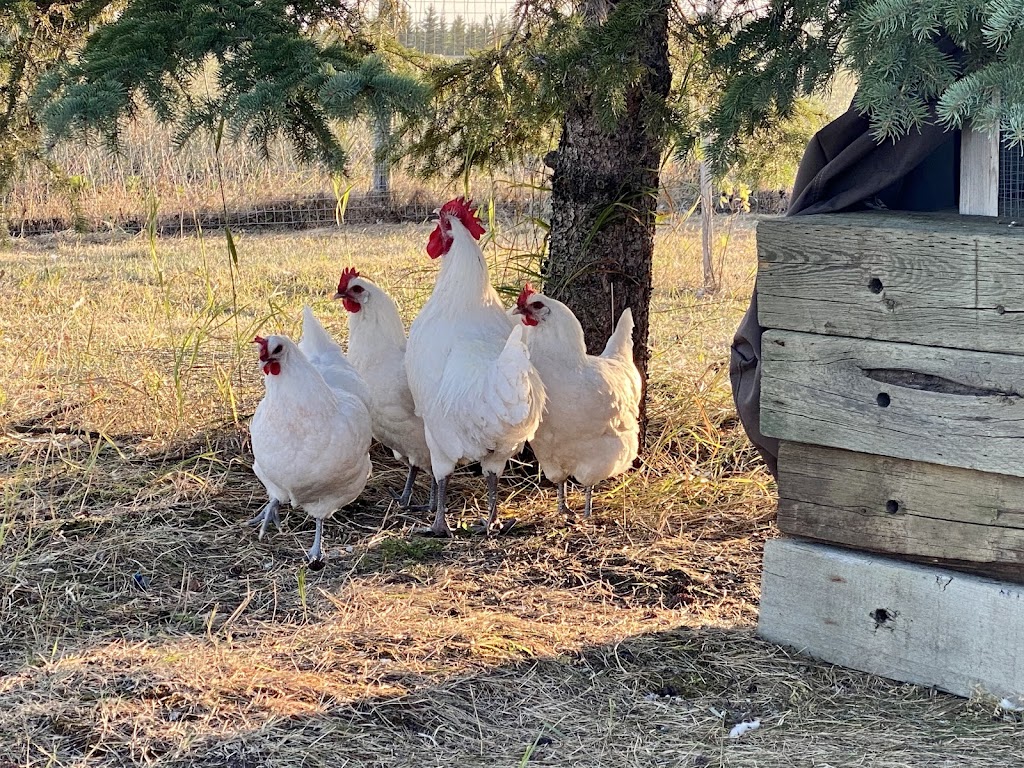 Manawan Farms | 56417 Queen Elizabeth II Highway, Alberta T8R 0G8, Canada | Phone: (780) 914-2084