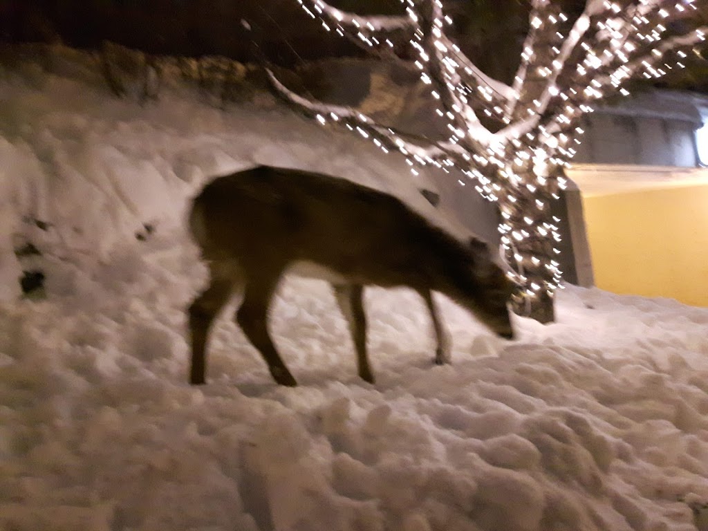 Lounge Jackalope | 1074 Rue de St Jovite, Mont-Tremblant, QC J8E 3J9, Canada | Phone: (819) 421-2105