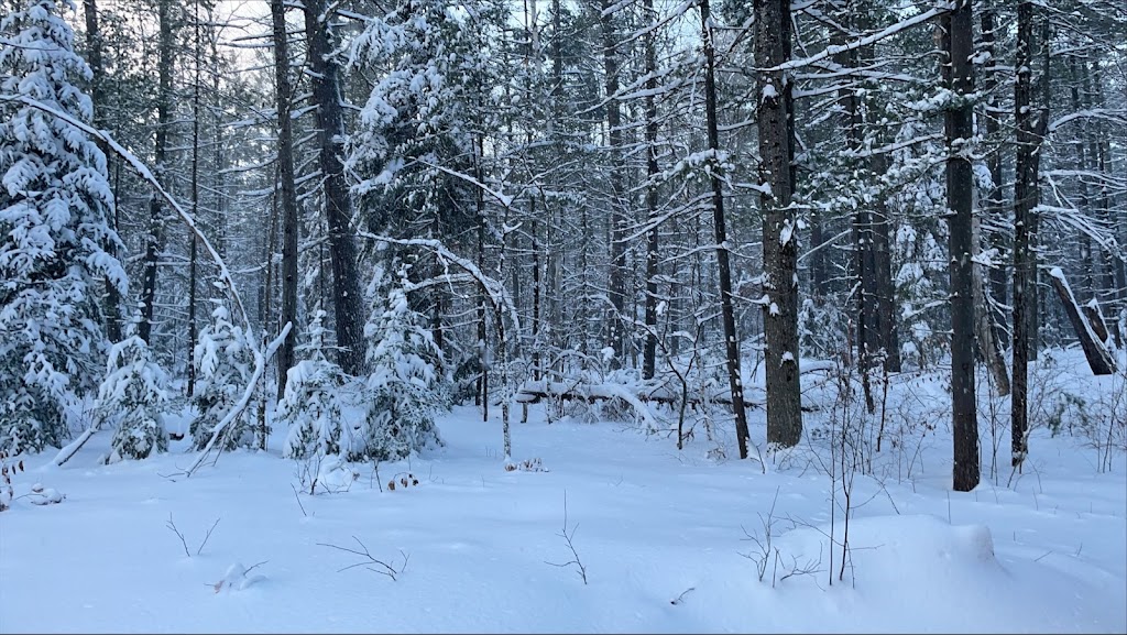 The Cabin | 31133 Hwy 41, Eganville, ON K0J 1T0, Canada | Phone: (905) 432-5666