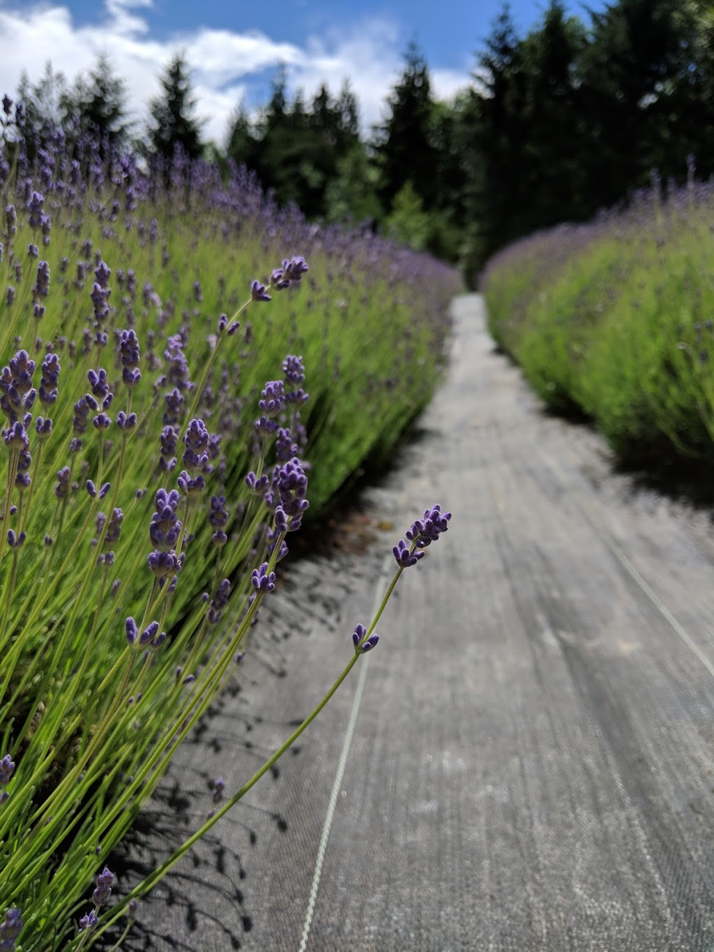 Sacred Mountain Lavender | 401 Musgrave Rd, Salt Spring Island, BC V8K 1V5, Canada | Phone: (250) 653-2315