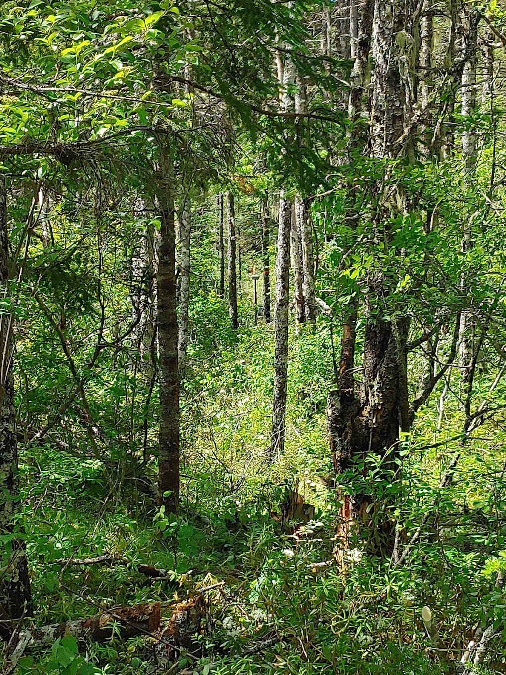 Birds Eye Land Surveys | 13 Pine Oak Dr, Wellington, NS B2T 1J4, Canada | Phone: (902) 717-0616