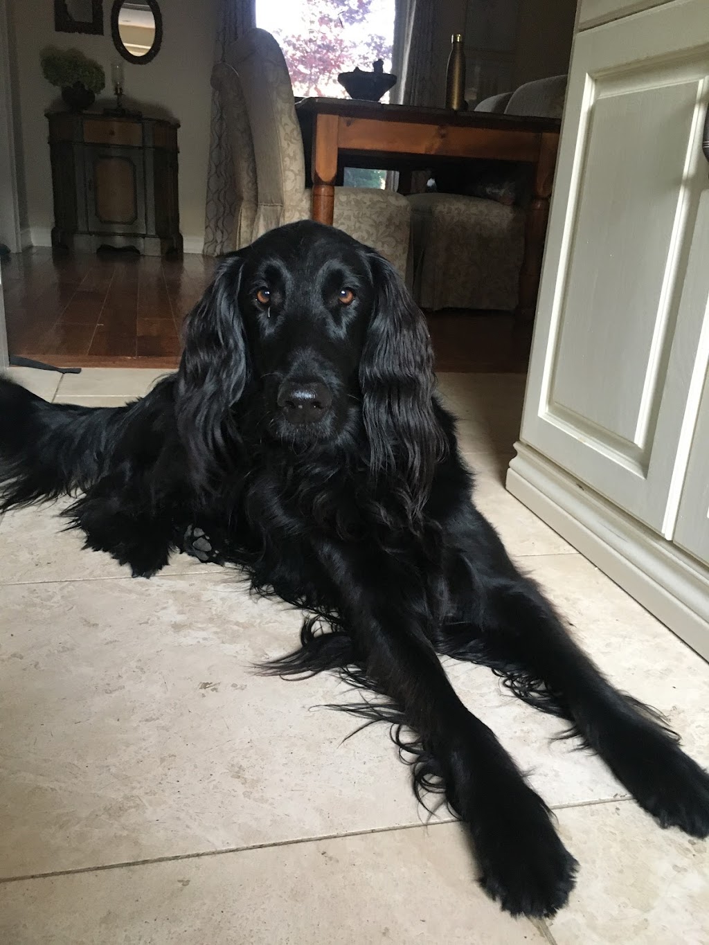 Ravenswood Dog Sitters | 369 Aurora Crescent, Burlington, ON L7N 2B1, Canada | Phone: (647) 702-0046