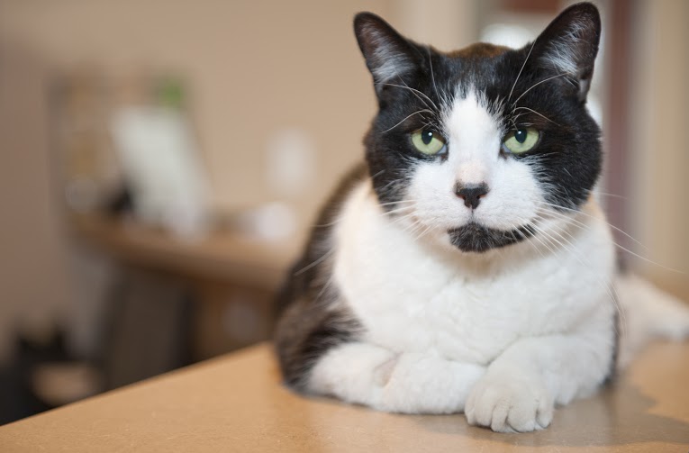 Village Veterinary Clinic | 1108 Concession St, Russell, ON K4R 1A6, Canada | Phone: (613) 445-5622