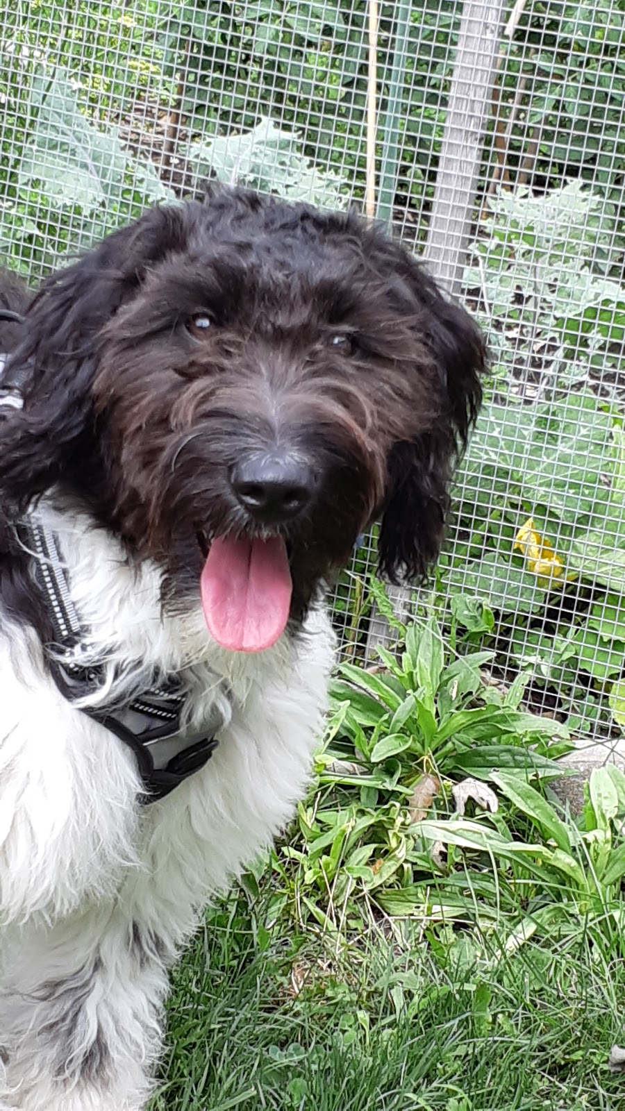 Éducation canine Aux Pieds | 33 Rue des Merisiers, Saint-Rémi, QC J0L 2L0, Canada | Phone: (514) 773-8231