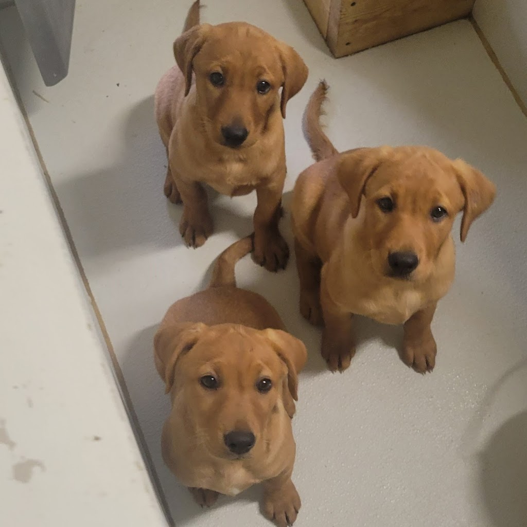 Country View Labradors | 485527 Firehall Rd, Woodstock, ON N4S 7V8, Canada | Phone: (226) 888-0924