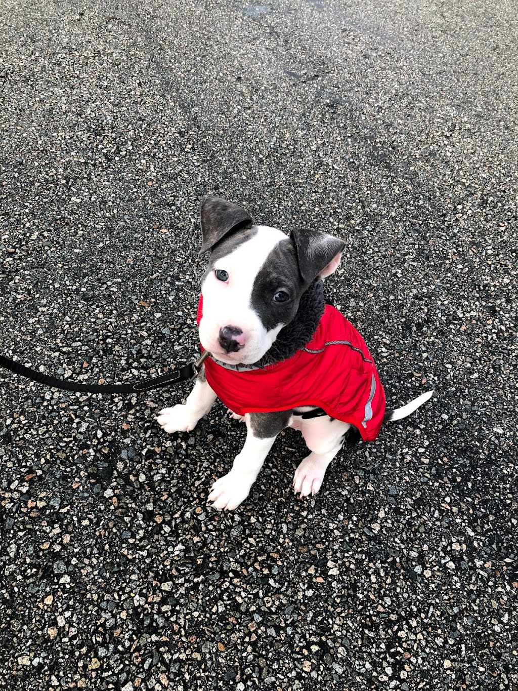 Mega Pitty Pitbulls | 17925 56a Ave, Surrey, BC V3S 4H5, Canada | Phone: (604) 835-7769