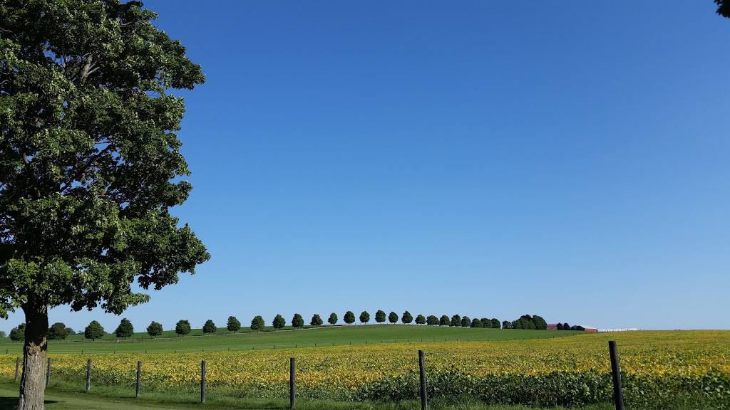 Hanover Hill Equine Inc | 1036 Scugog Line 4, Port Perry, ON L9L 1B5, Canada | Phone: (905) 985-0931