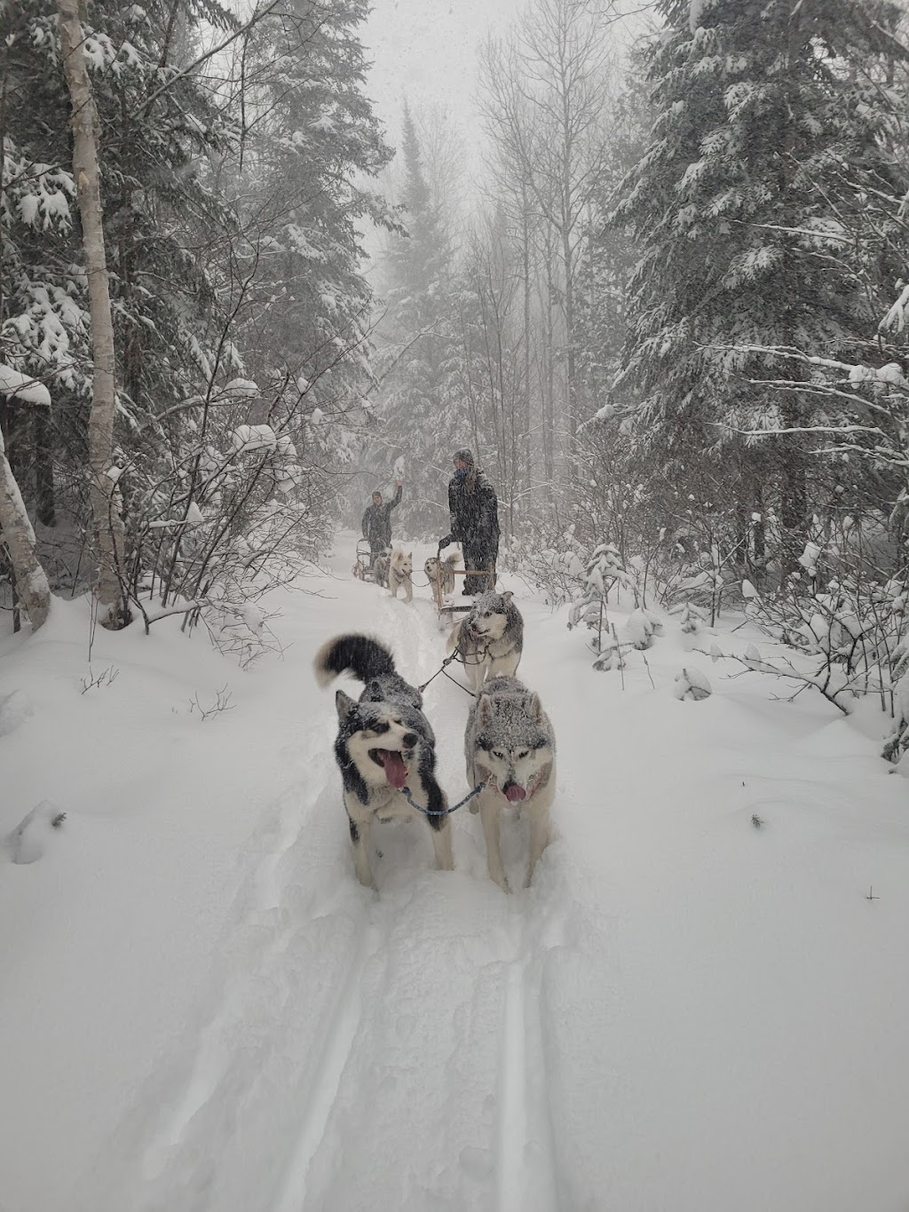 Siberlou | 749 Mnt de la Mer Bleue, LAscension, QC J0T 1W0, Canada | Phone: (819) 275-3957