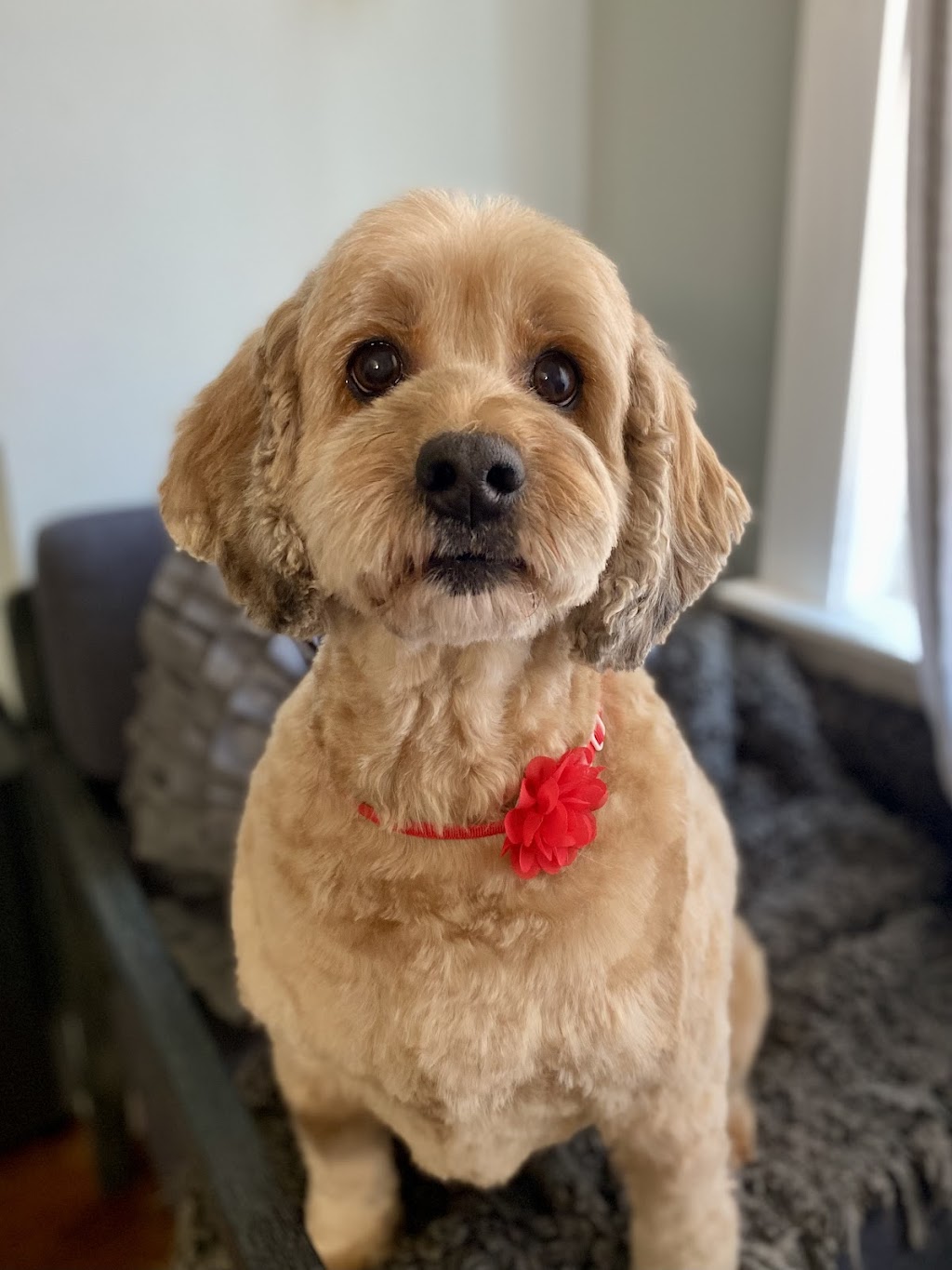 A Tail Above Grooming | 65974 Ogilview Dr, Hope, BC V0X 1L1, Canada | Phone: (604) 869-1738