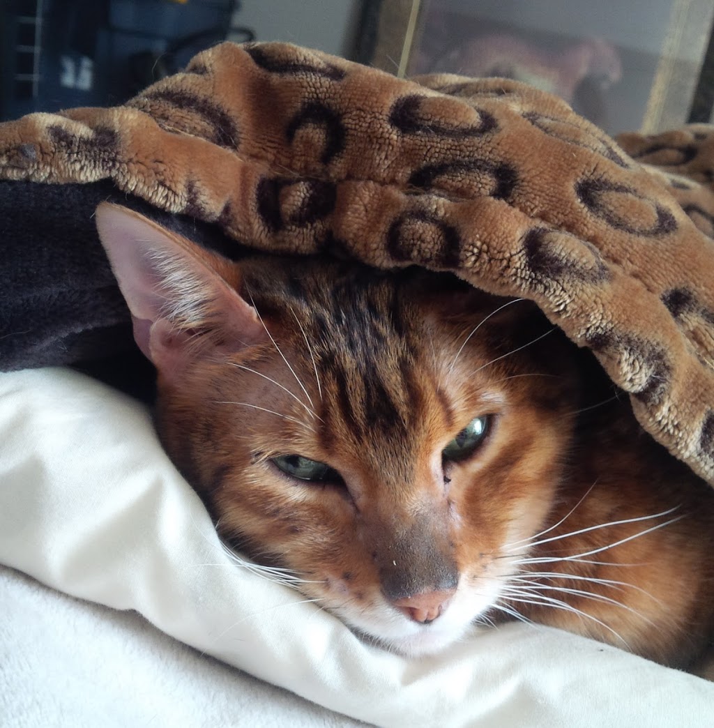 Mountainside Animal Clinic | 2491 Industrial St, Burlington, ON L7P 1A5, Canada | Phone: (905) 336-2347