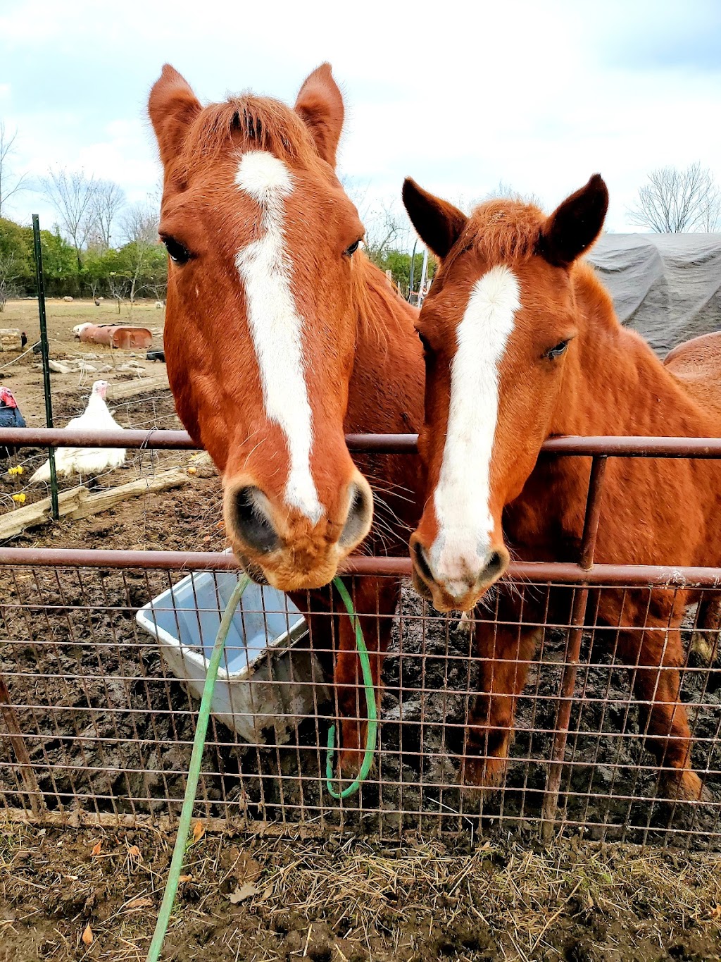 Kamp Kiki Animal Sanctuary | 782 Shannon Rd, Plainfield, ON K0K 2V0, Canada | Phone: (613) 391-9417