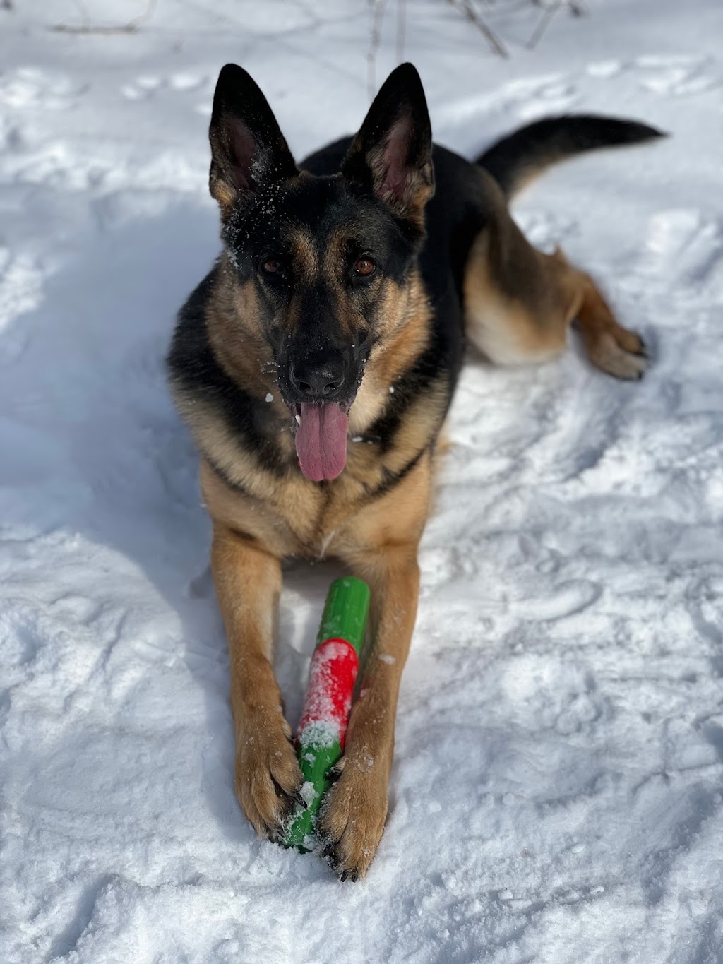 Groomies Grooming | 40L Bd Saint-Charles, Beaconsfield, QC H9W 5Z6, Canada | Phone: (514) 428-2547