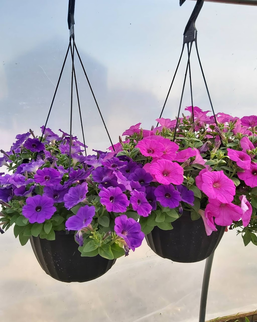 Oakbank Garden Market | 26016 Springfield Rd, Oakbank, MB R5N 0A8, Canada | Phone: (204) 444-4780