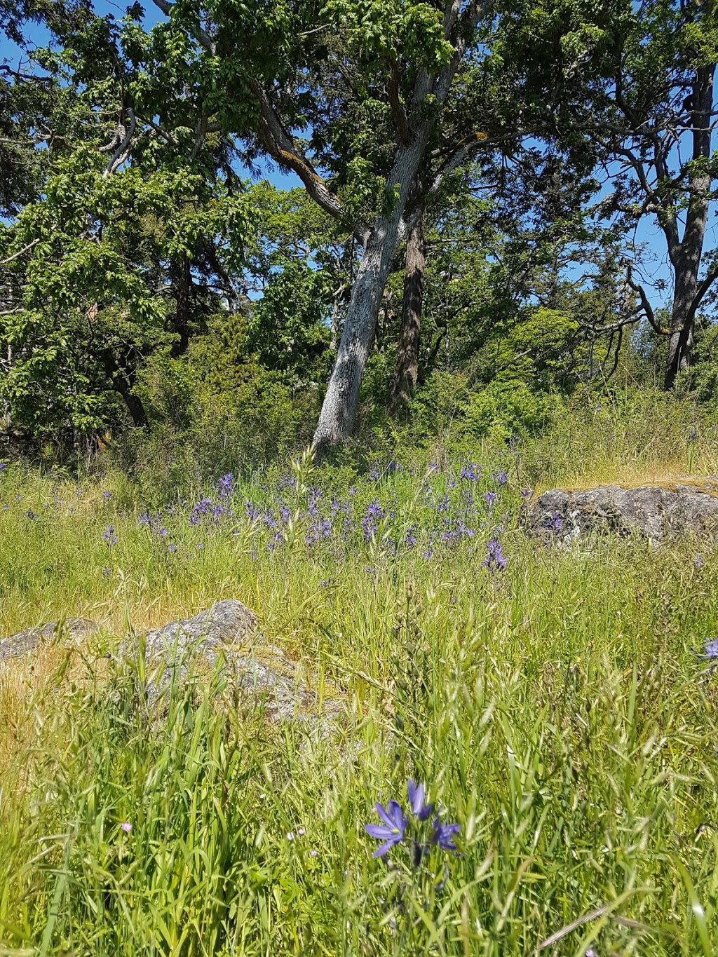 Matson Conservation Area | Esquimalt, BC V9A 7J6, Canada | Phone: (250) 995-2428