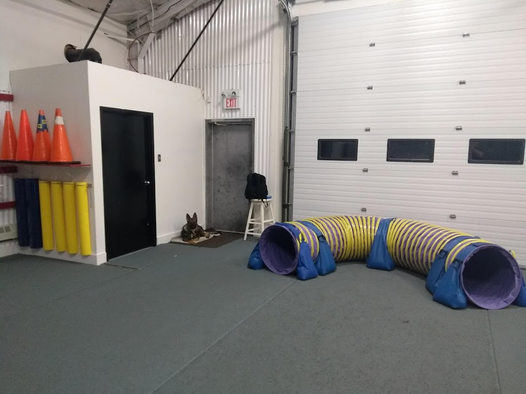 Nova Dogsport | 31 Weavers Lake Dr, Harrietsfield, NS B3V 1A4, Canada | Phone: (902) 402-4127