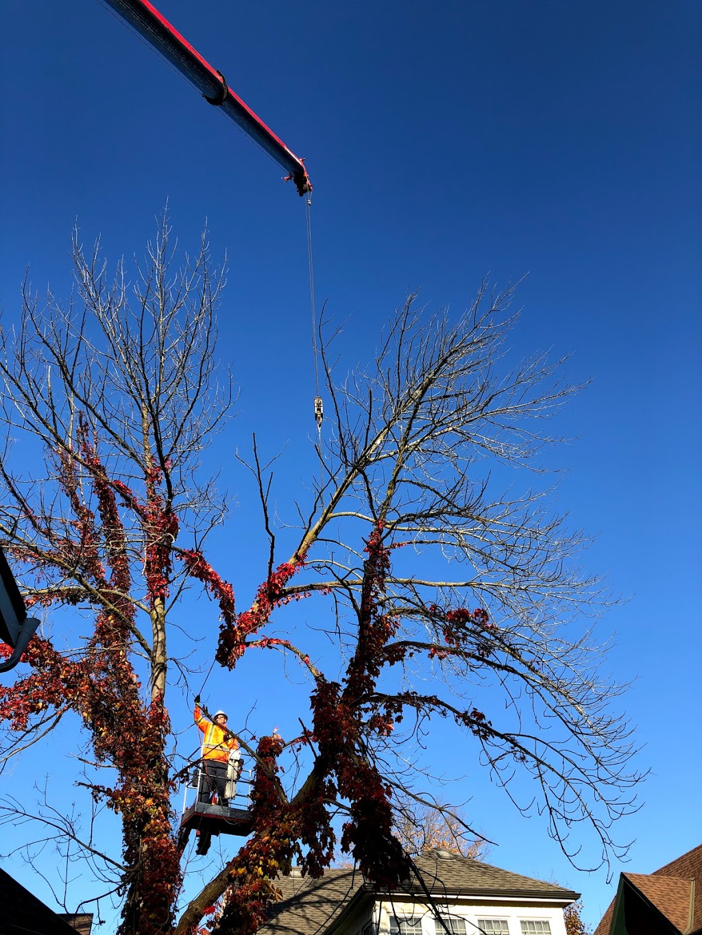 Florapine Tree Service Inc. | 8768 ON-6, Arthur, ON N0G 1A0, Canada | Phone: (519) 669-1836