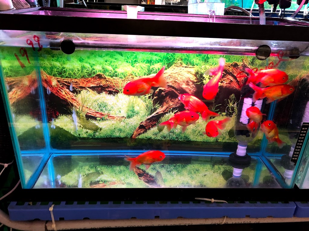 Proaquatic - Aquarium Shop - Specializing in Goldfish and Japane | 585 Middlefield Rd #12a, Scarborough, ON M1V 4Y5, Canada | Phone: (647) 728-1296