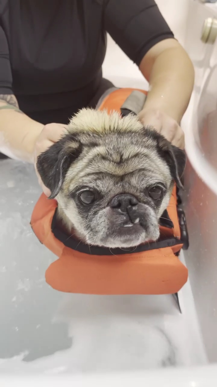 Canine Aquatherapy with Faith | 2836 Holt Rd, Bowmanville, ON L1C 3K4, Canada | Phone: (905) 391-9717