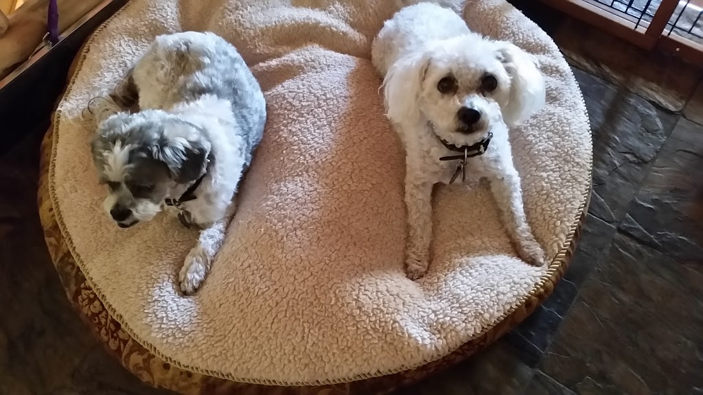 Escape to the Country Dog & Cat Boarding Kennels | Range Road 21, Okotoks, AB T1S 1A1, Canada | Phone: (403) 618-0760