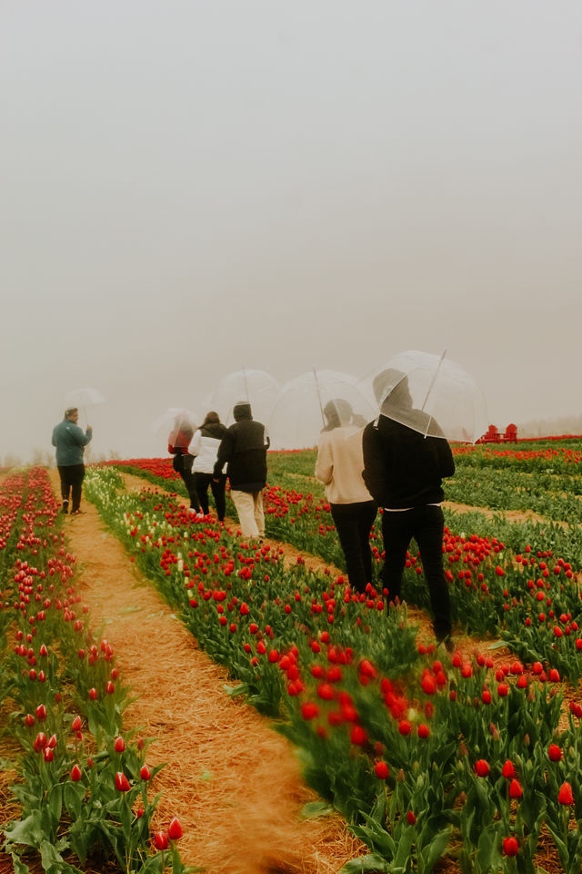 Belfast Tulips | 5265 Trans-Canada Hwy, Belfast, PE C0A 1A0, Canada | Phone: (902) 393-0792