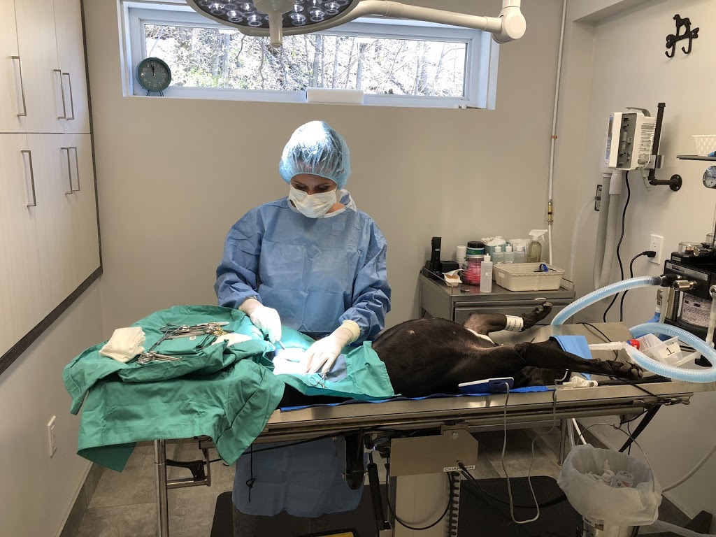 Clinique vétérinaire Bedford inc. | 31 Rue Principale, Bedford, QC J0J 1A0, Canada | Phone: (450) 248-0101