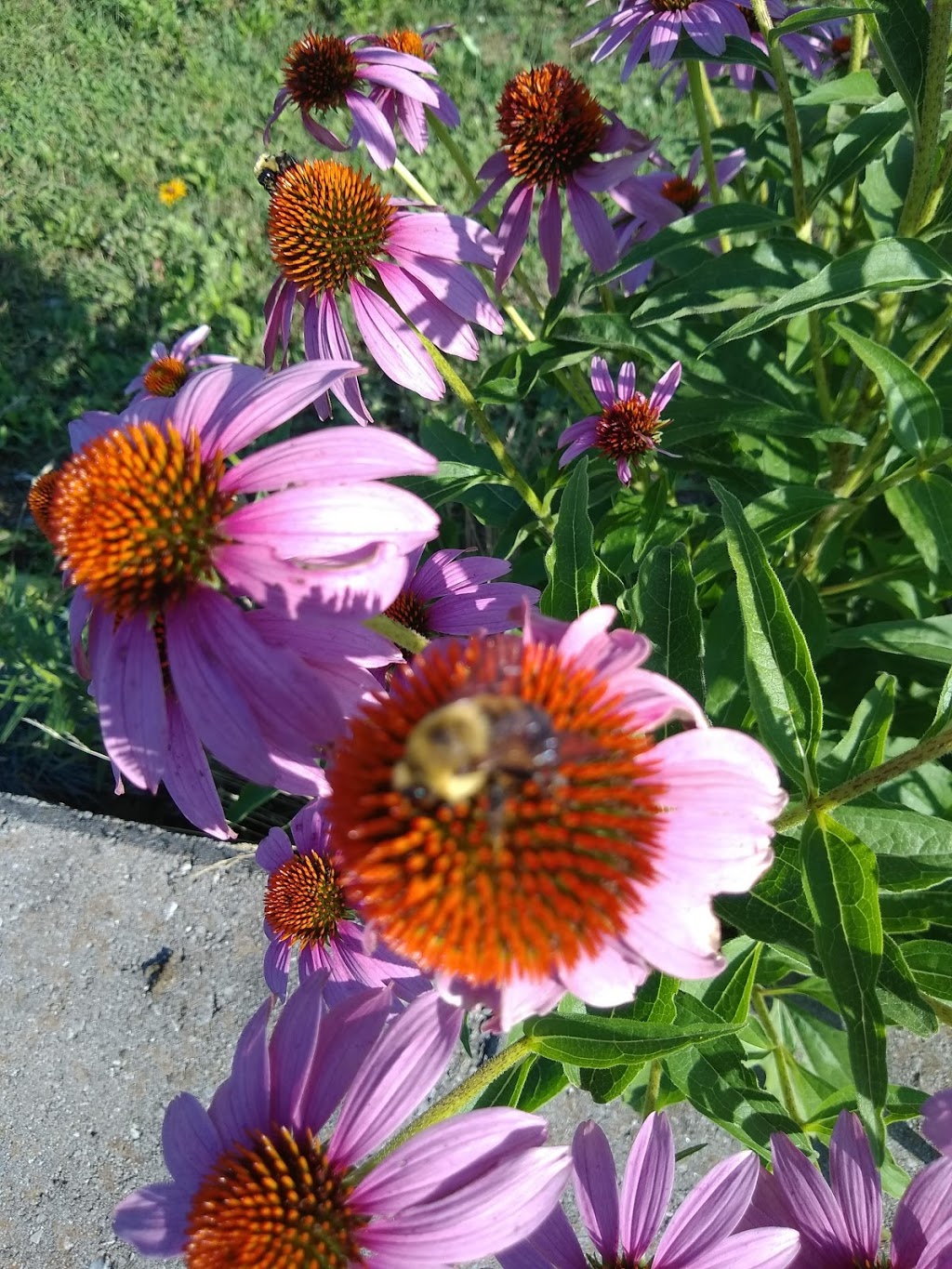 Mary Street Community Garden | 5G9, 1100 Mary St N, Oshawa, ON L1G 5G9, Canada | Phone: (905) 436-3311