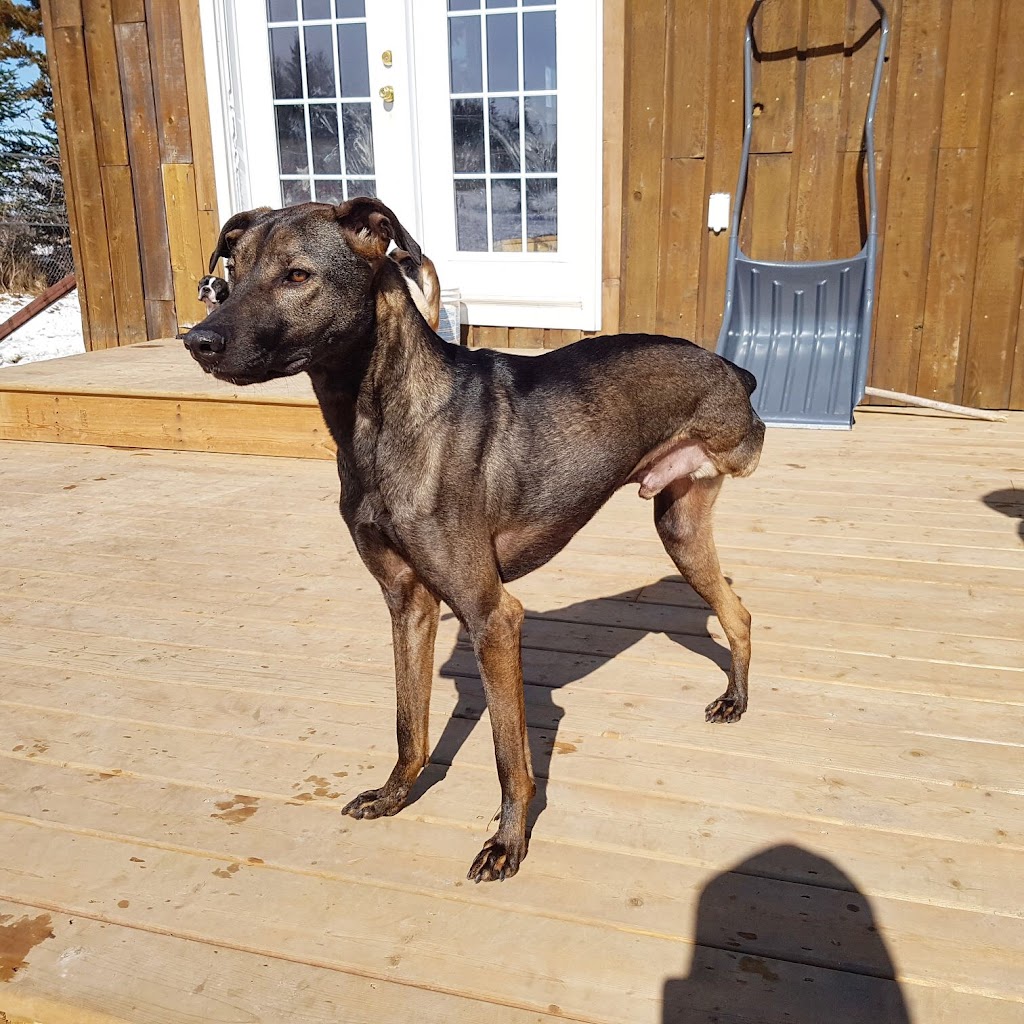 Complete K9 Care | 631 Second Line Rd, Bailieboro, ON K0L 1B0, Canada | Phone: (705) 760-4279