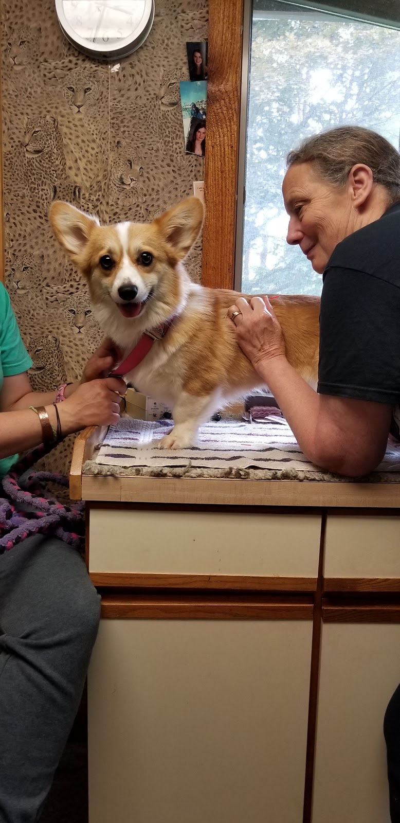 Holistic Center For Veterinary Care | 9002 Sunset Dr, Colden, NY 14033, USA | Phone: (716) 941-9477