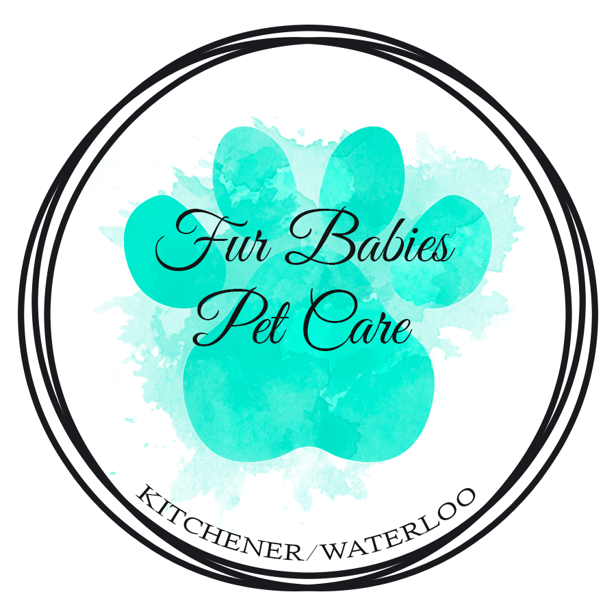Fur Babies Pet Care | 40 Cherrytree Ct, Kitchener, ON N2N 1L9, Canada | Phone: (519) 878-3047