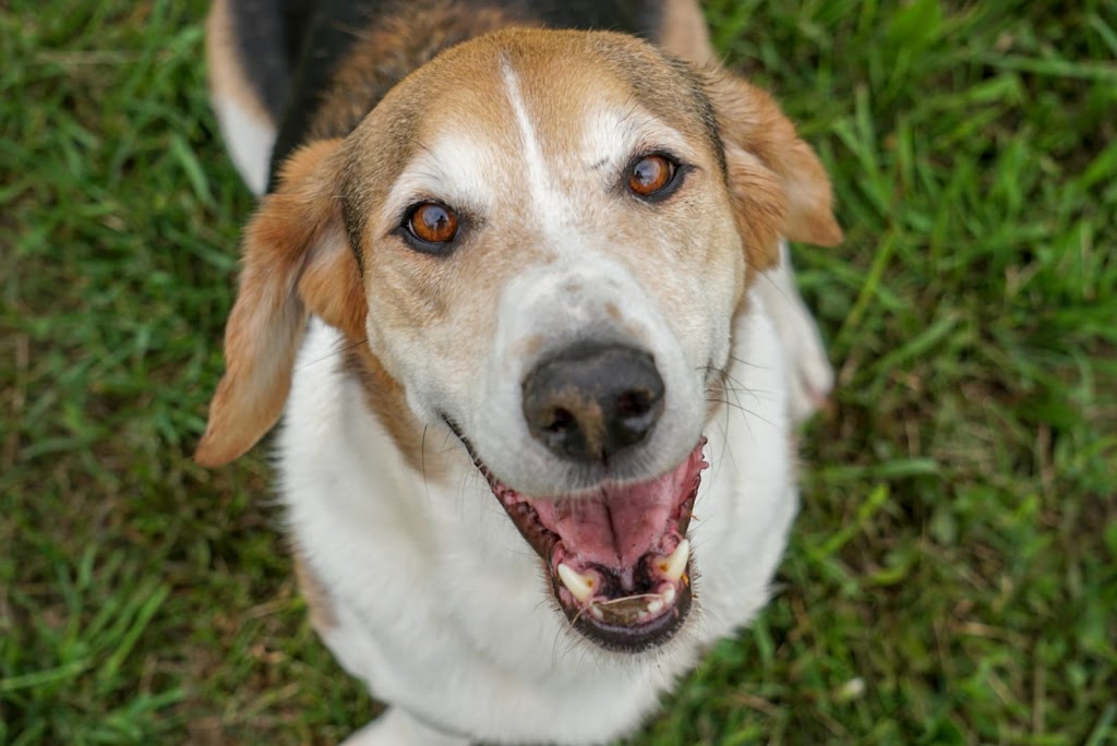 Complete K9 Care | 631 Second Line Rd, Bailieboro, ON K0L 1B0, Canada | Phone: (705) 760-4279