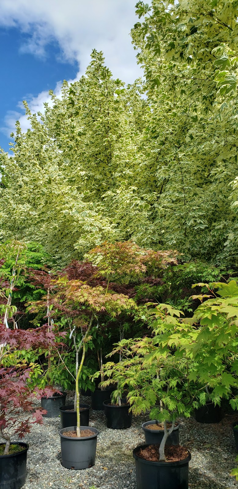 Outback Nursery & Garden Centre | 6016 Headquarters Rd, Courtenay, BC V9J 1M7, Canada | Phone: (250) 703-0723