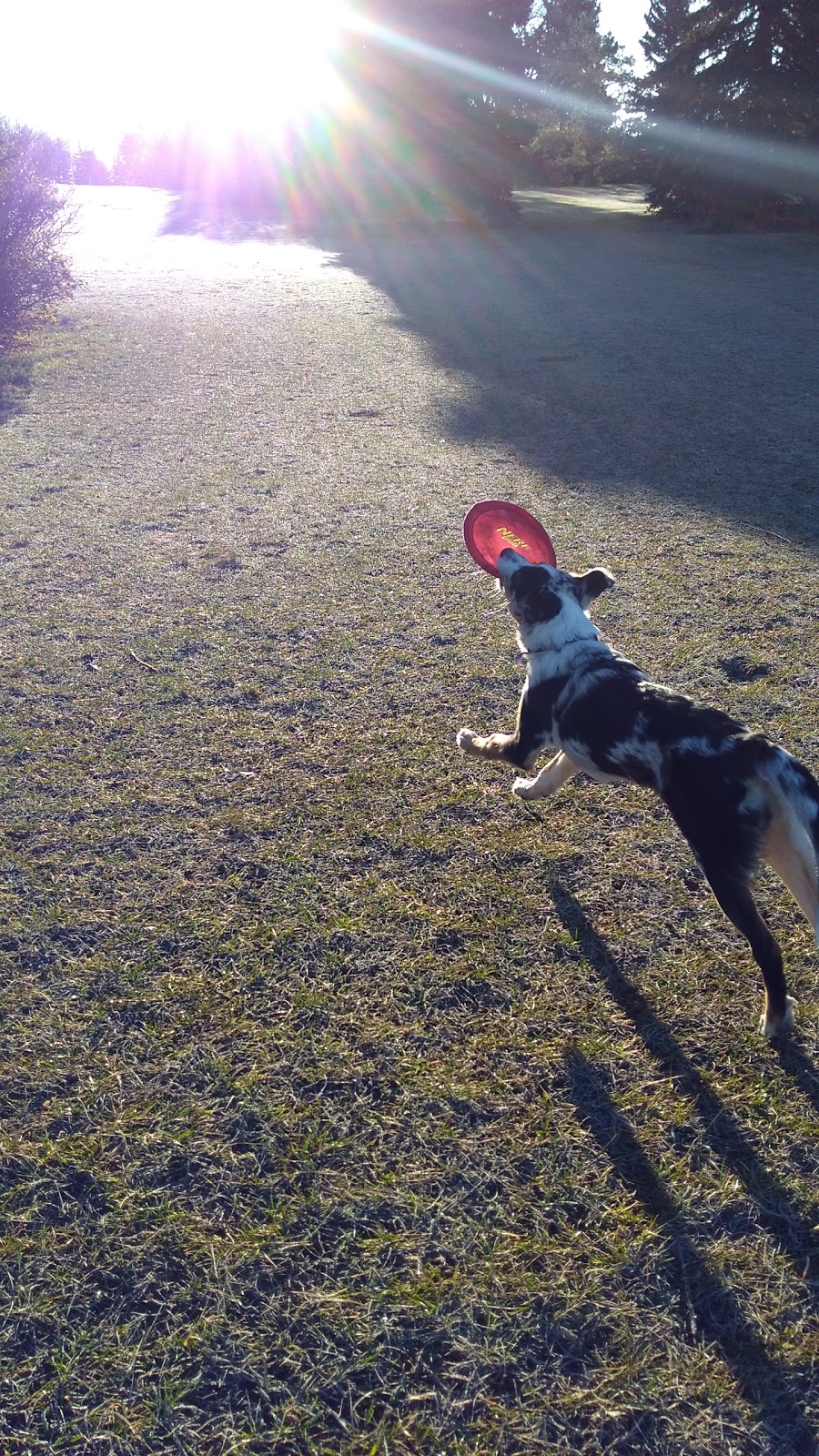 Belgravia Off Leash Site | Saskatchewan Dr NW, Edmonton, AB T6G 2A8, Canada