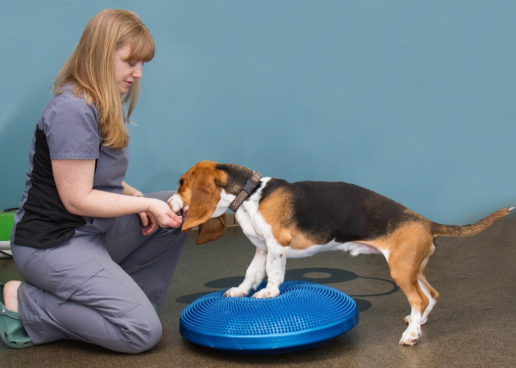 Hillside Veterinary Hospital | 1700 Kings Rd, Victoria, BC V8R 2P1, Canada | Phone: (250) 598-4477