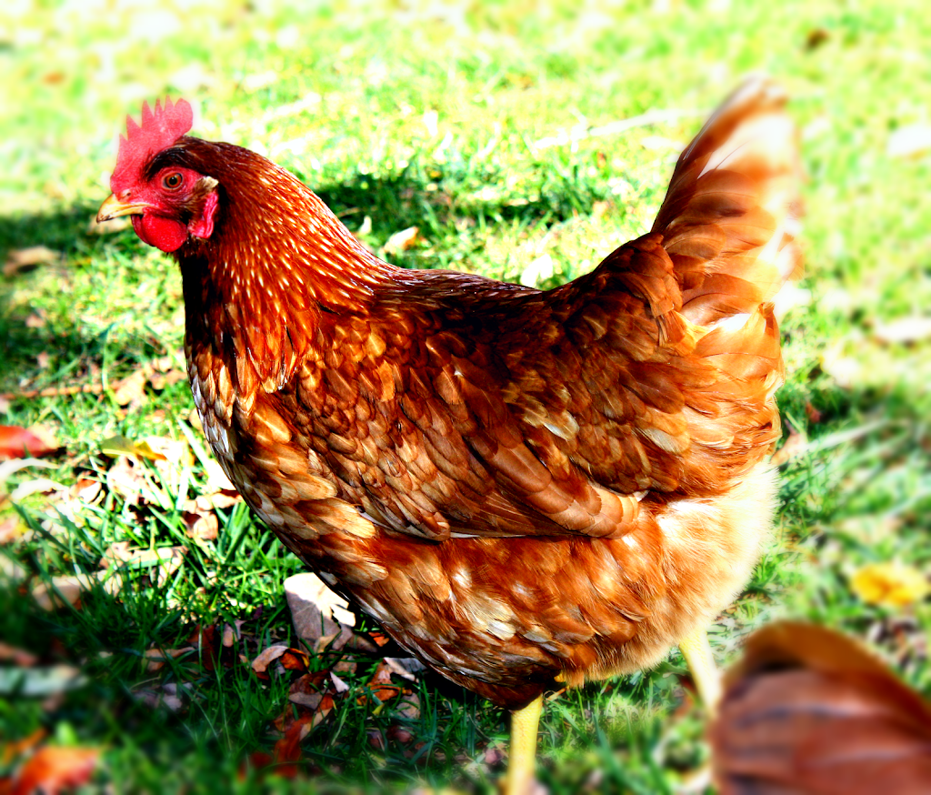 Rocky Moss Farm | 1423 Farmington Rd, Barss Corner, NS B0R 1A0, Canada | Phone: (902) 644-2777