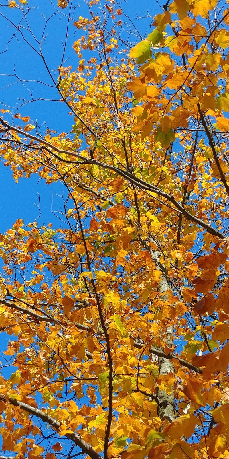 Bridgeview Conservation Area | Petrolia Line, Petrolia, ON N0N 1R0, Canada