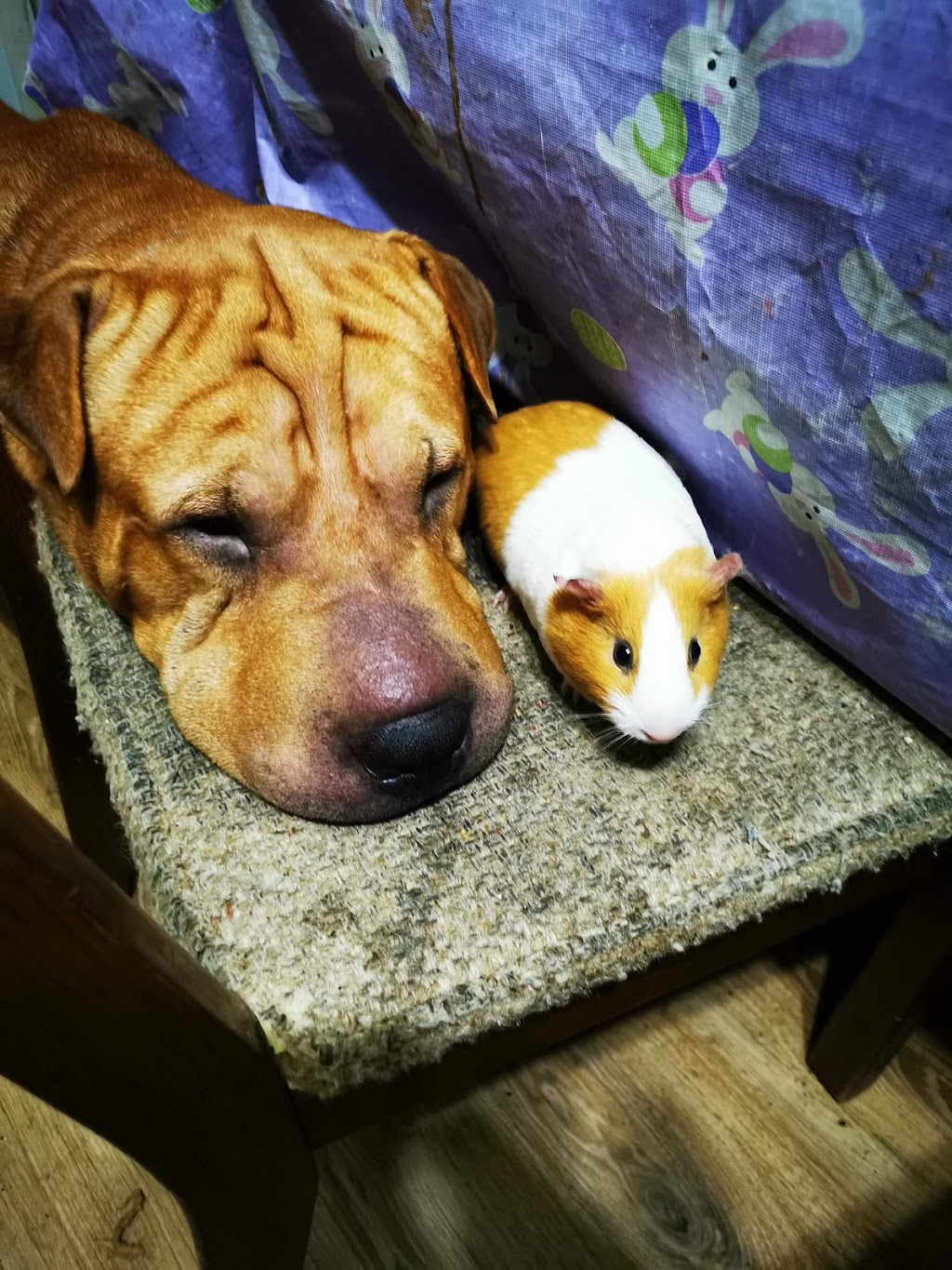 Mackinnon Reptiles | 182 Foster St, Berwick, NS B0P 1E0, Canada | Phone: (902) 691-0455